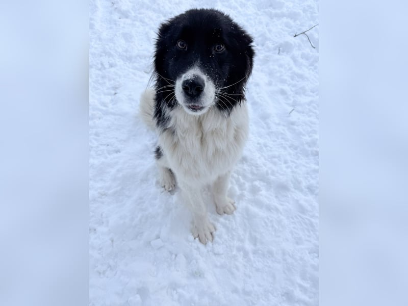 Zauberhafter LEDO - Herzenshund, Knutschkugel und Zuckerbub