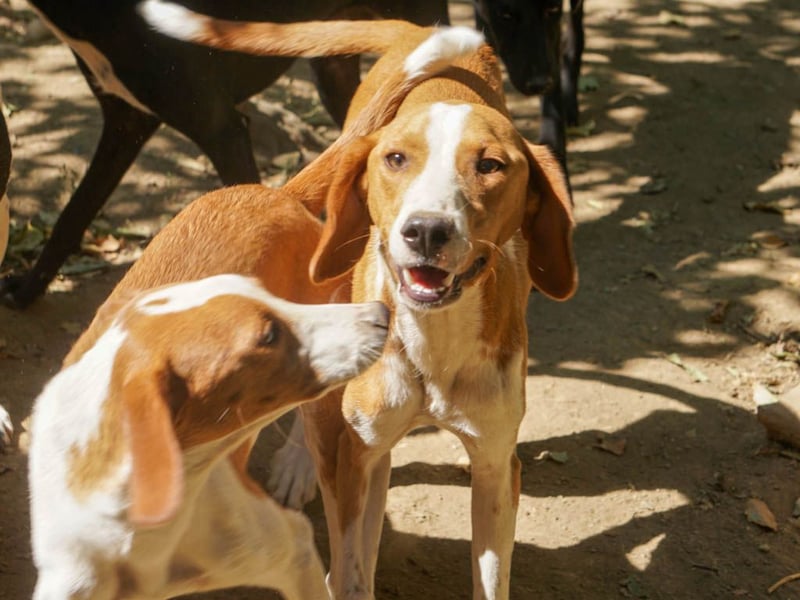 PONGO hat das Tierheimleben satt! Kann er vielleicht bei dir einziehen?