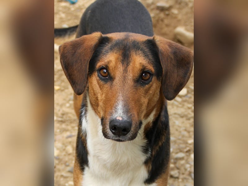 ZLAJA beliebte, verschmuste & soziale Fellnase