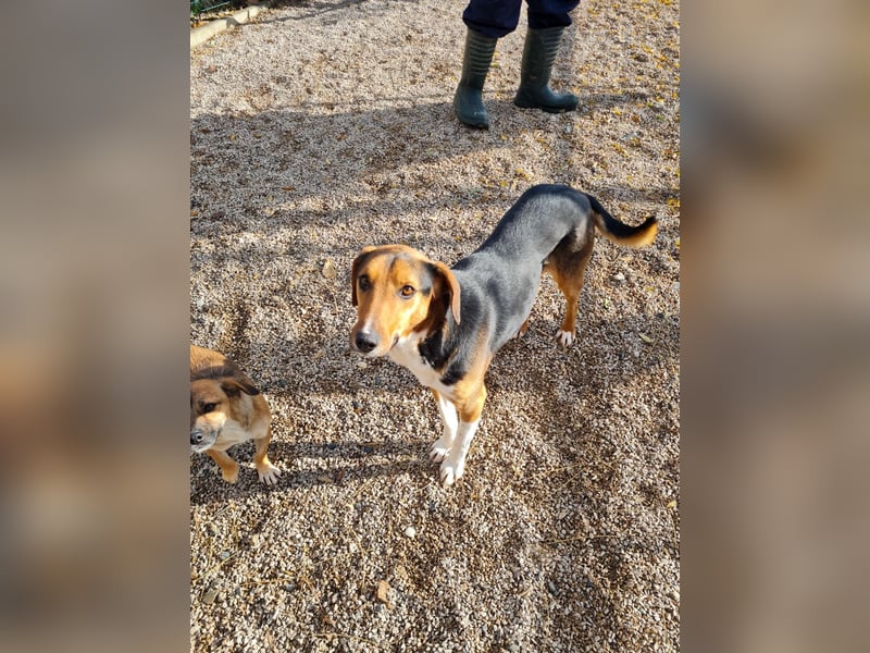 Frechdachs ZLAJA sucht Familie zum Toben, Spielen und Spaßhaben :)