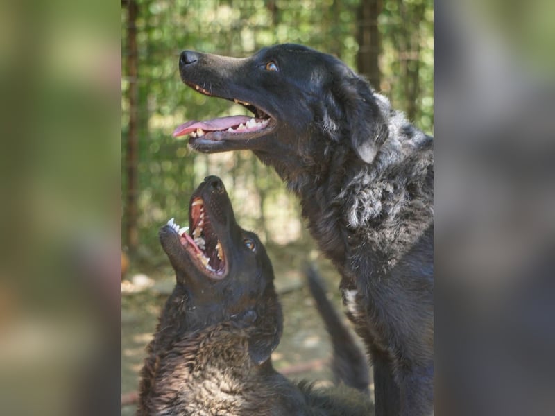 Fröhliche NAMI will nicht lange im Tierheim bleiben. Hast du ein Plätzchen für sie?