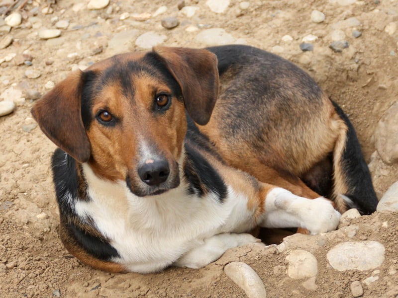 ZLAJA beliebte, verschmuste & soziale Fellnase