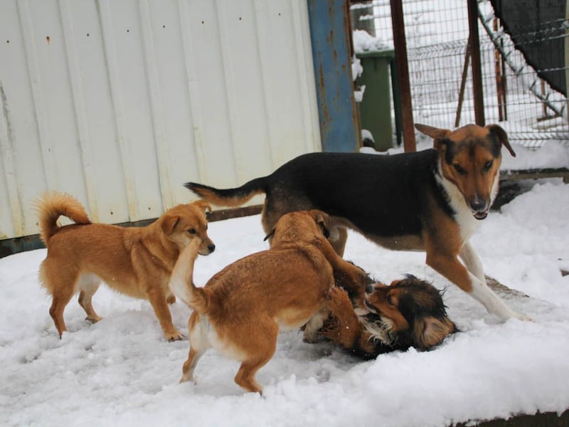 ZLAJA - Herz auf vier Pfoten !!!