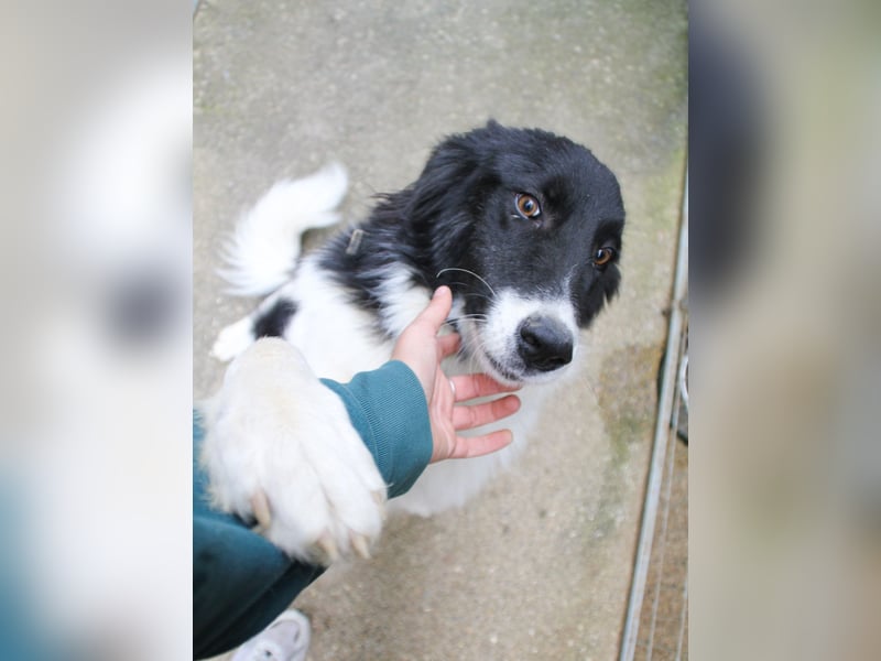 Charmanter LEDO ist auf der Suche nach einem liebevollen Zuhause