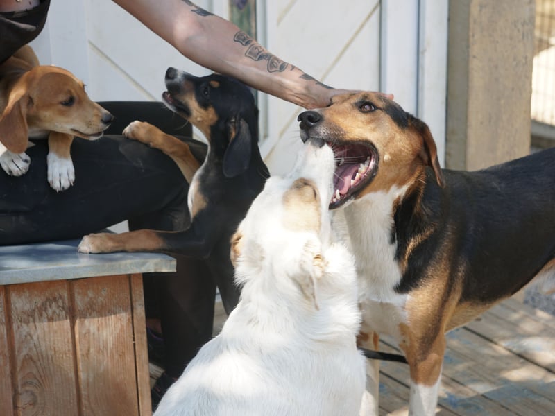 Traumbub ZLAJA sucht Familie zum Toben, Spielen und Spaßhaben :)