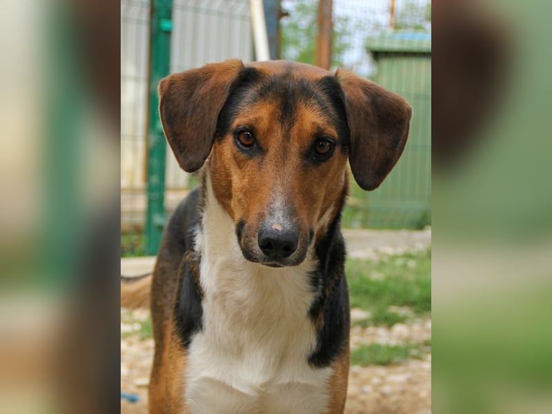 ZLAJA beliebte, verschmuste & soziale Fellnase