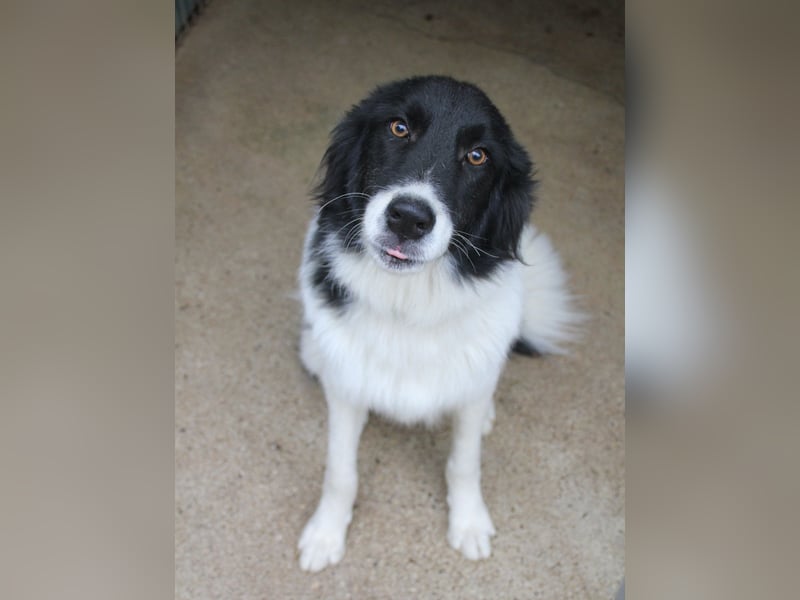 Traumhund LEDO - wer bringt seine Augen zum strahlen?