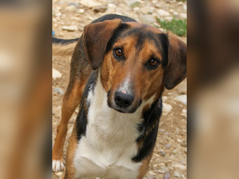 ZLAJA, verschmust, verspielt - zum VERLIEBEN ZLAJA, verschmust, verspielt - zum VERLIEBEN