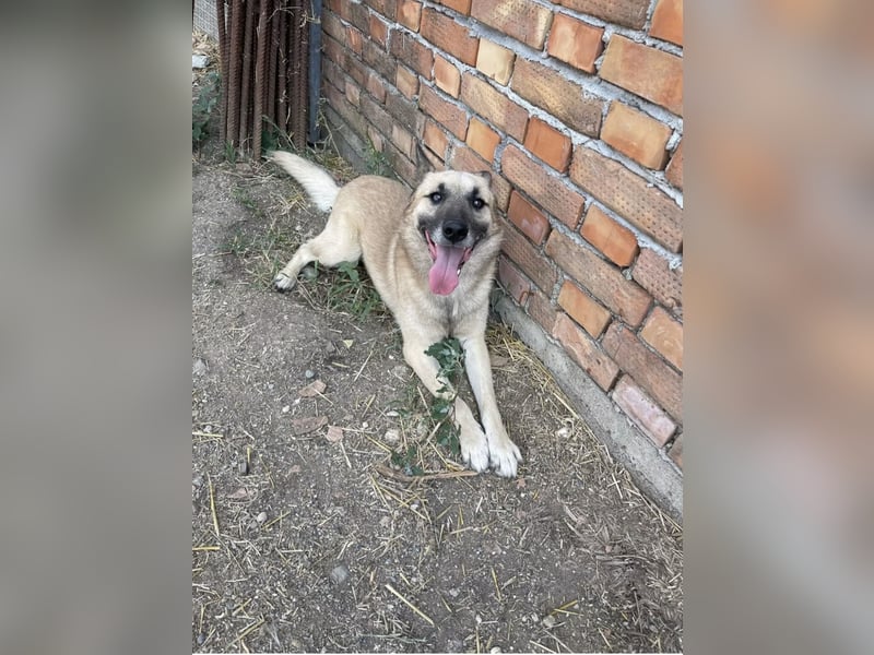 OSKAR – sanfter Seelenhund