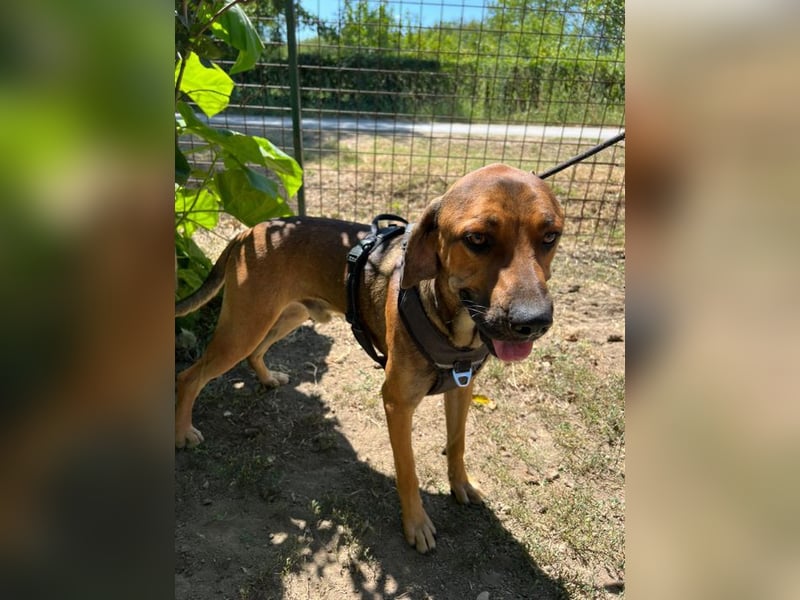 Theo - unser liebevoller Riese