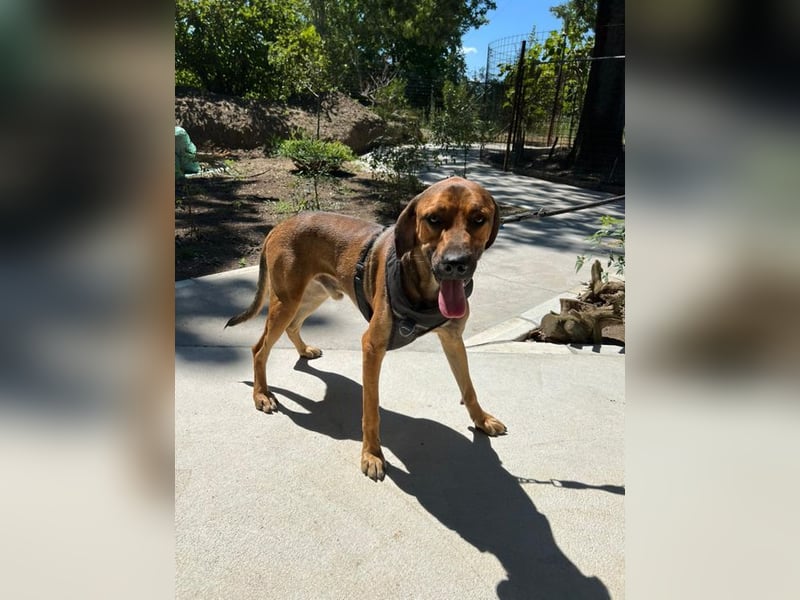 Theo - unser liebevoller Riese