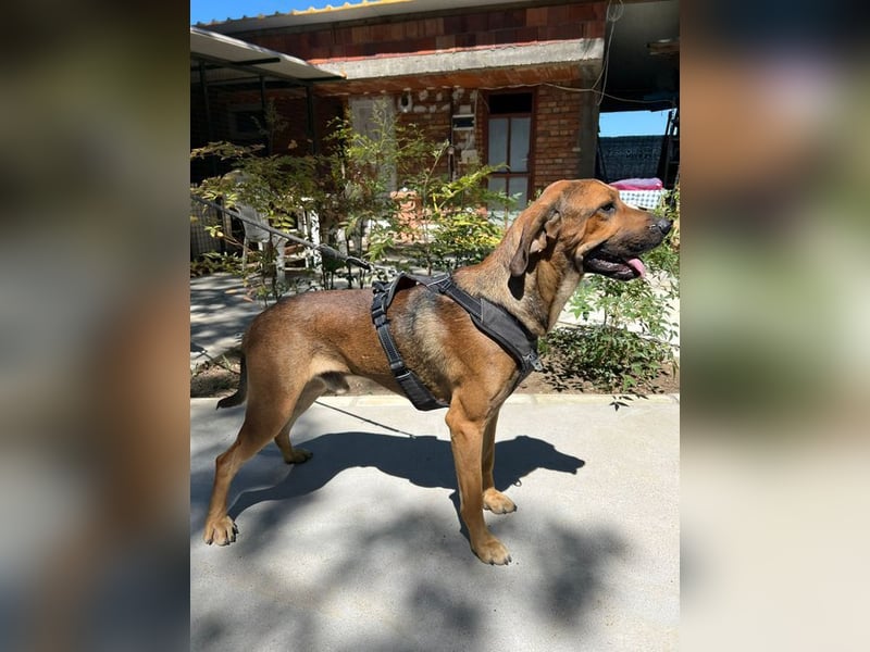 Theo - unser liebevoller Riese