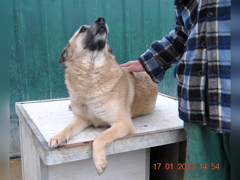 OSKAR – sanfter Seelenhund