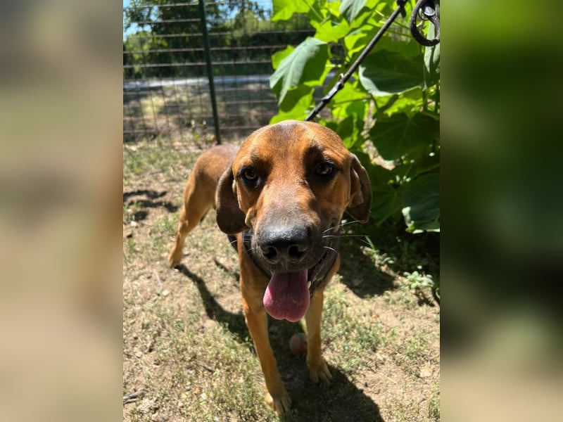 Theo - unser liebevoller Riese