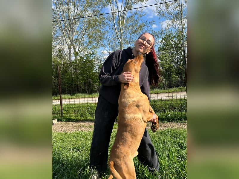 Eddy - unser liebevoller Riese