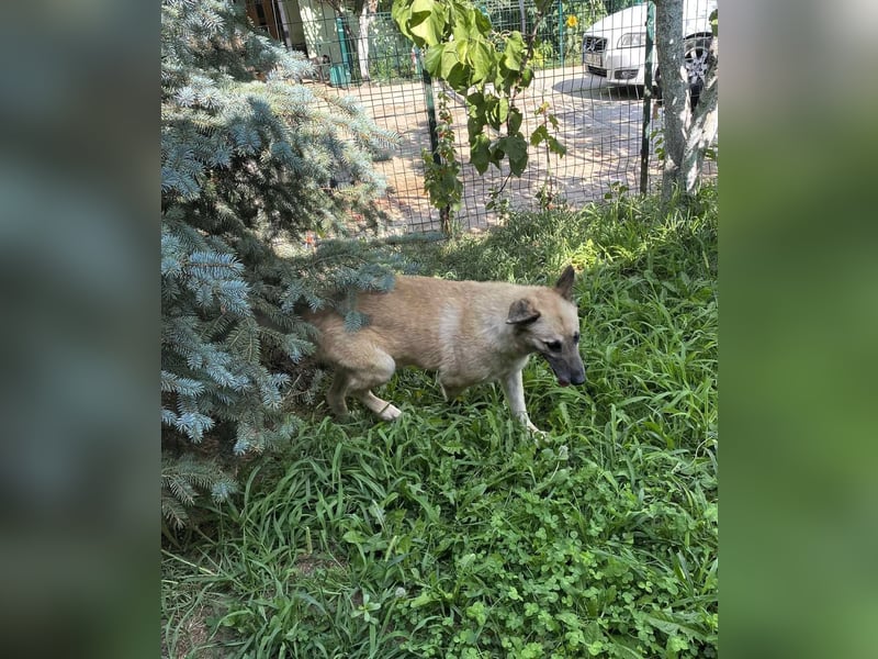 OSKAR – sanfter Seelenhund