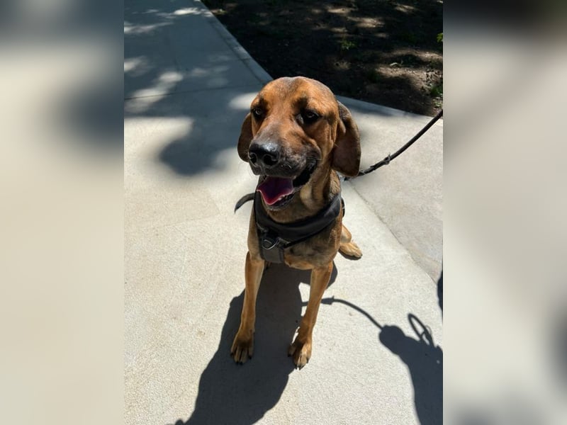 Theo - unser liebevoller Riese