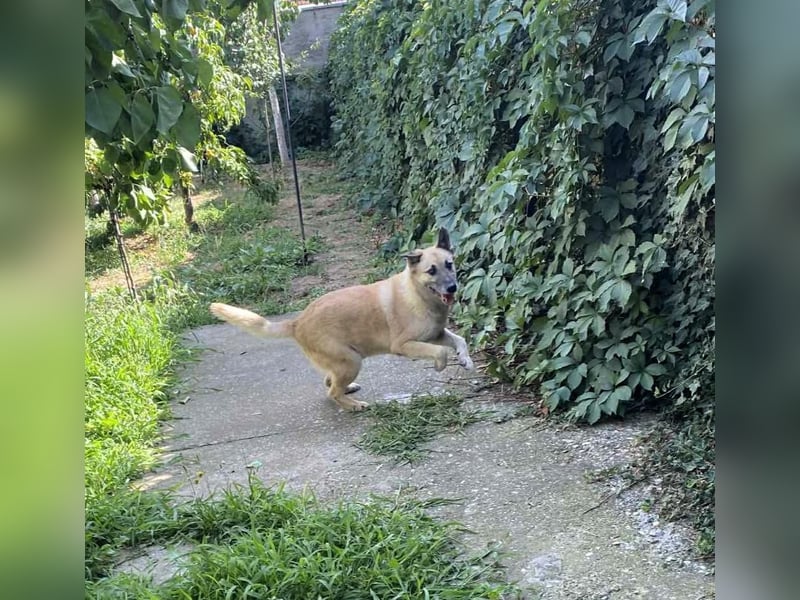 OSKAR – sanfter Seelenhund