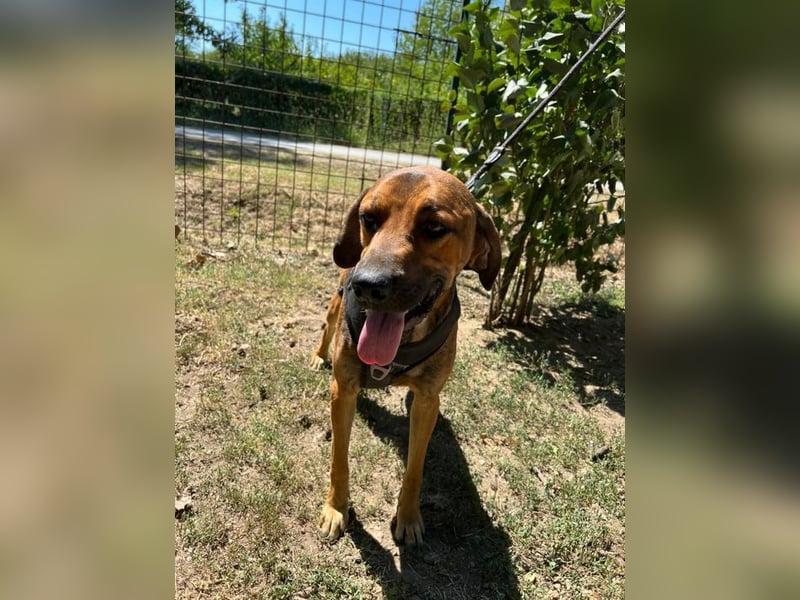 Theo - unser liebevoller Riese