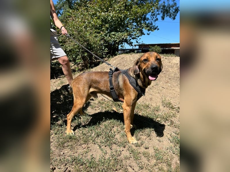 Theo - unser liebevoller Riese