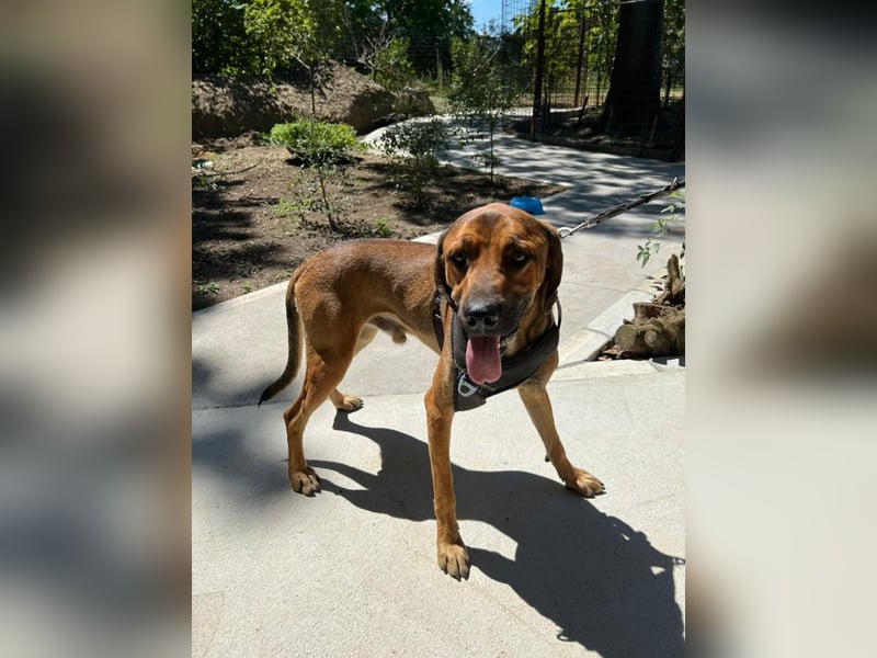 Theo - unser liebevoller Riese