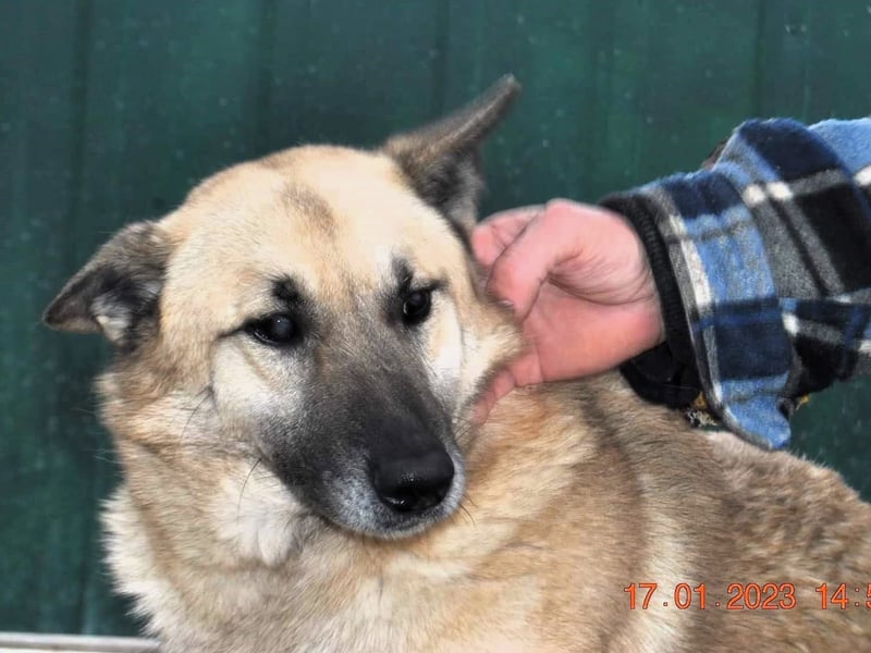 OSKAR – sanfter Seelenhund