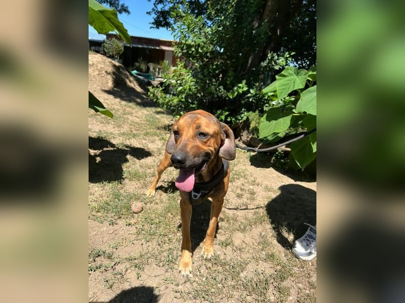 Theo - unser liebevoller Riese