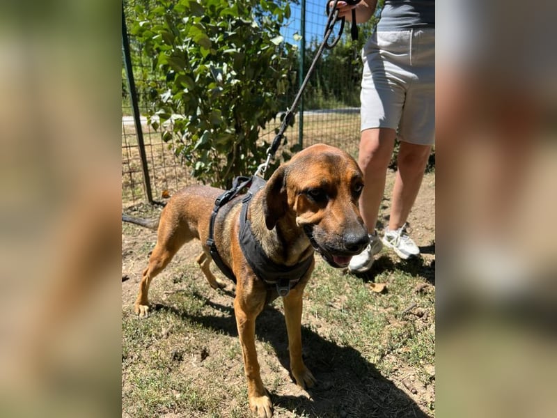 Theo - unser liebevoller Riese