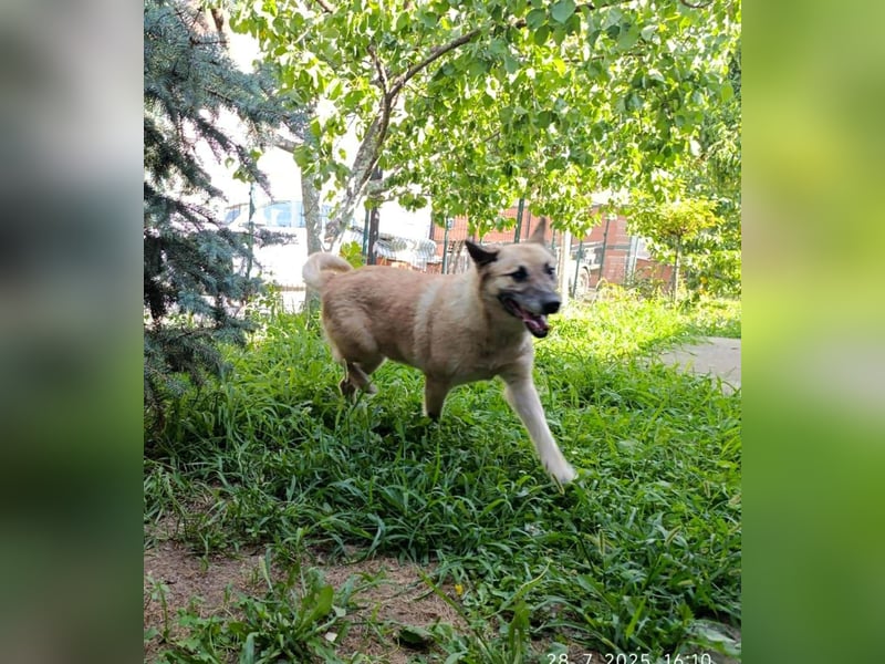 OSKAR – sanfter Seelenhund