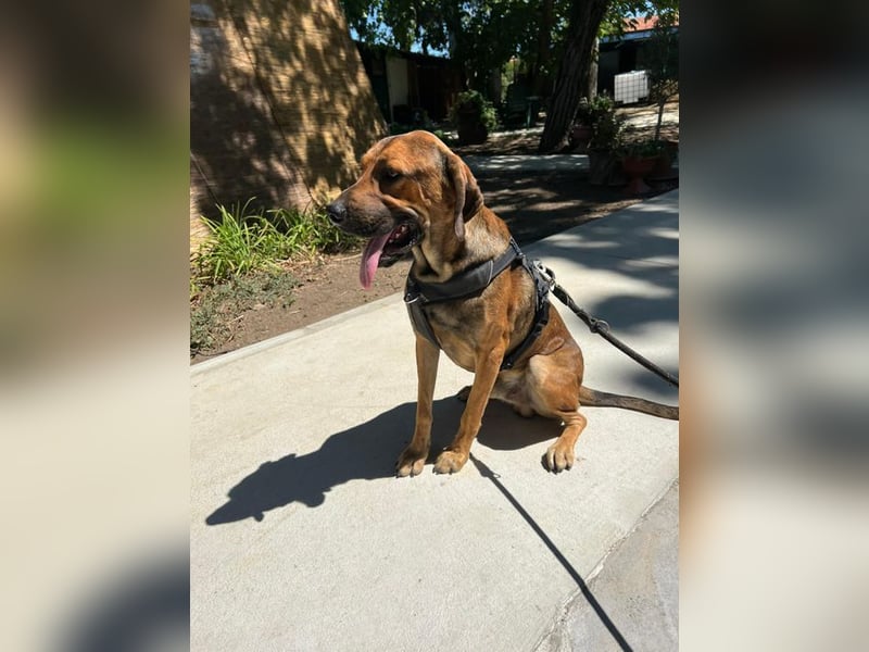 Theo - unser liebevoller Riese