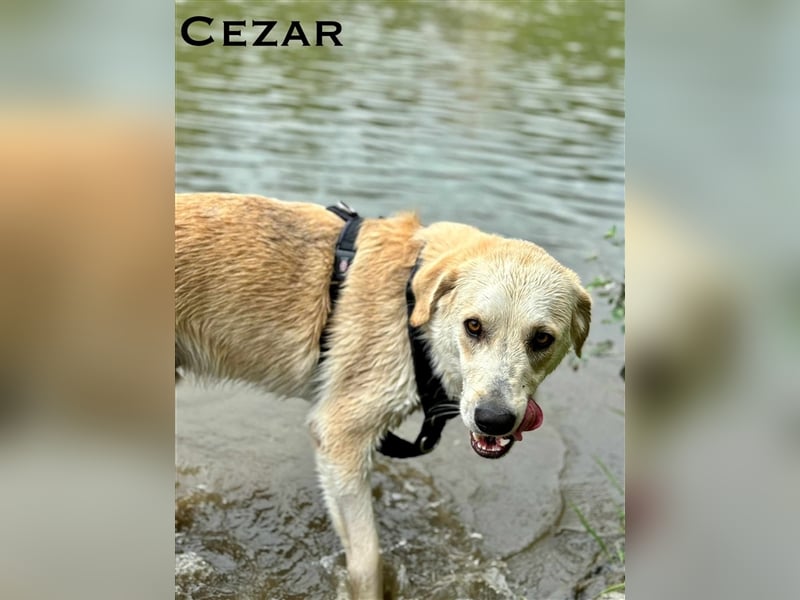 Cezar - großer Kuschelbär!