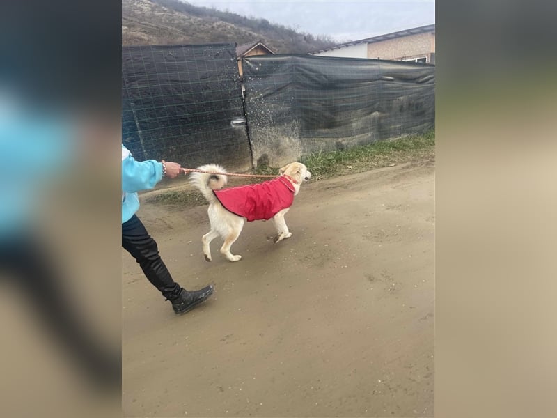 Cezar - großer Kuschelbär!