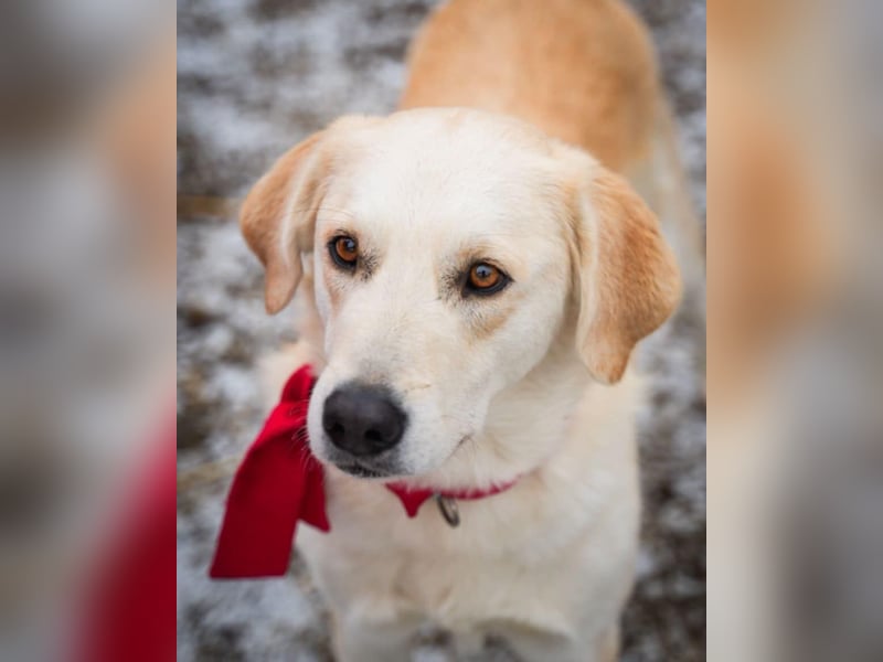 Cezar - großer Kuschelbär!