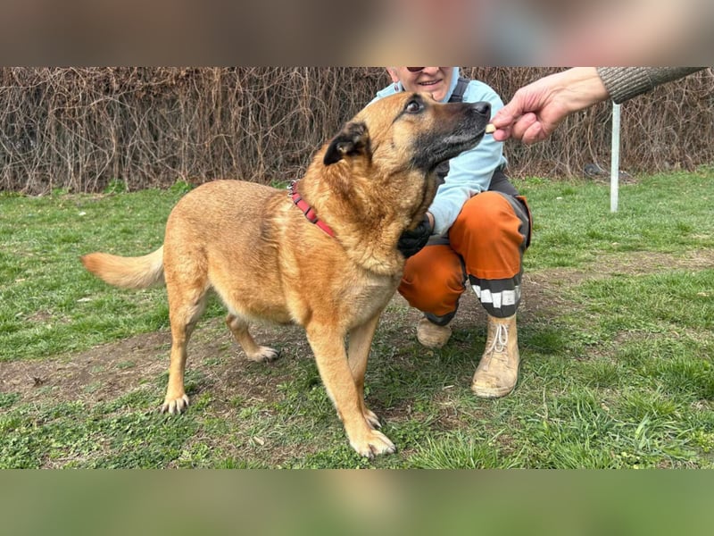 Lupu sucht Familien mit eingezäuntem Garten!
