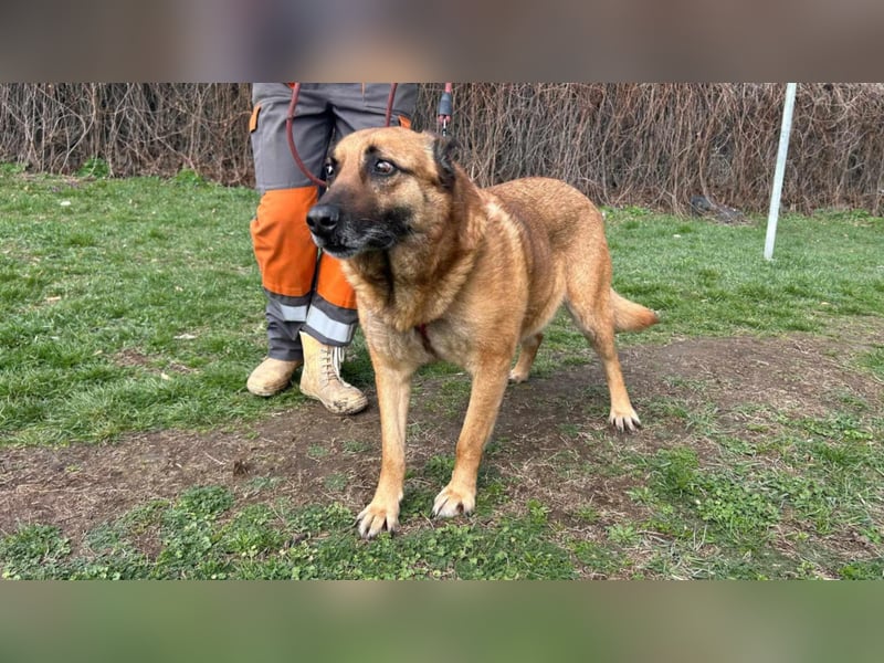 Lupu sucht Familien mit eingezäuntem Garten!