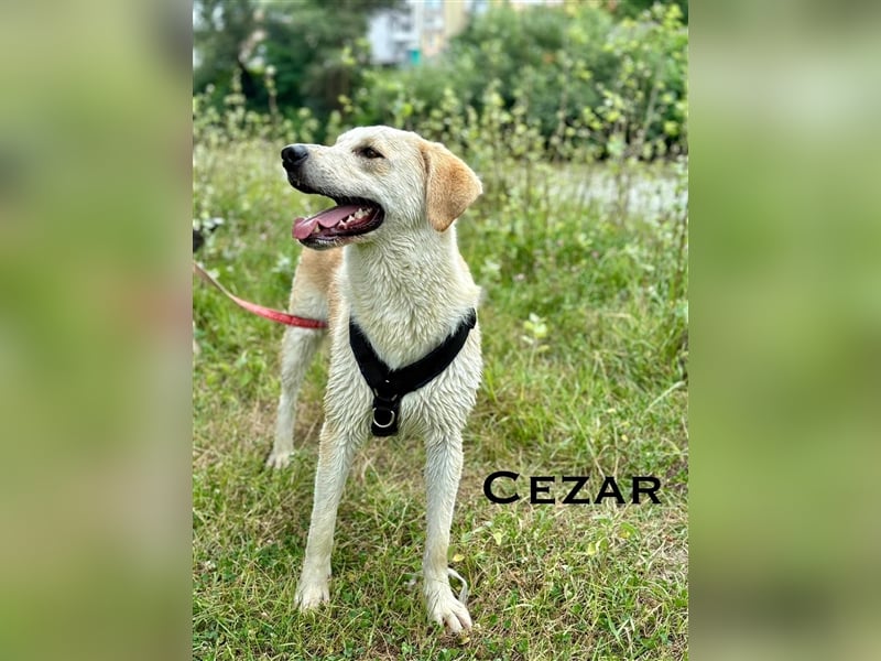 Cezar - großer Kuschelbär!