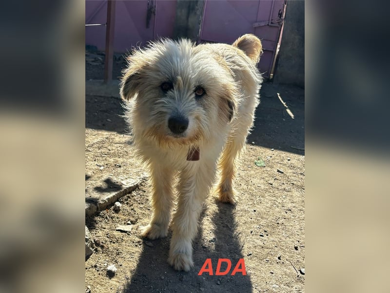 Ada sucht Ihre Familie