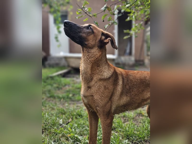 Dido sucht ihr Für-Immer-Zuhause