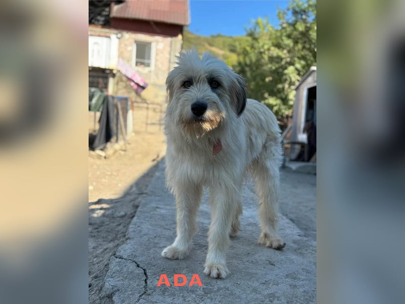 Ada sucht Ihre Familie