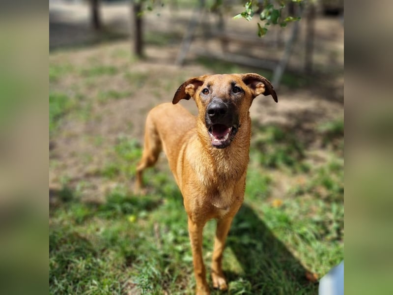 Dido sucht ihr Für-Immer-Zuhause
