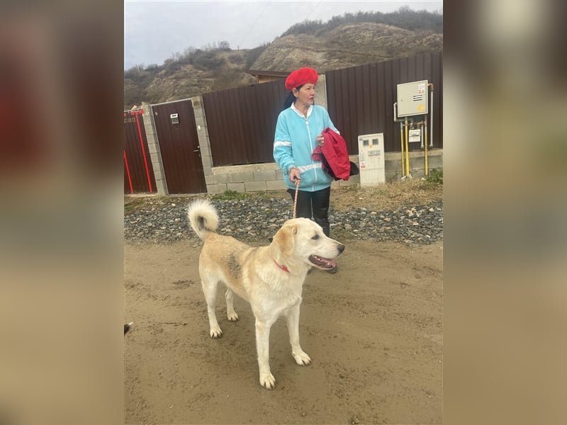 Cezar - großer Kuschelbär!