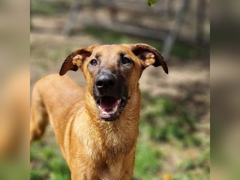 Dido sucht ihr Für-Immer-Zuhause