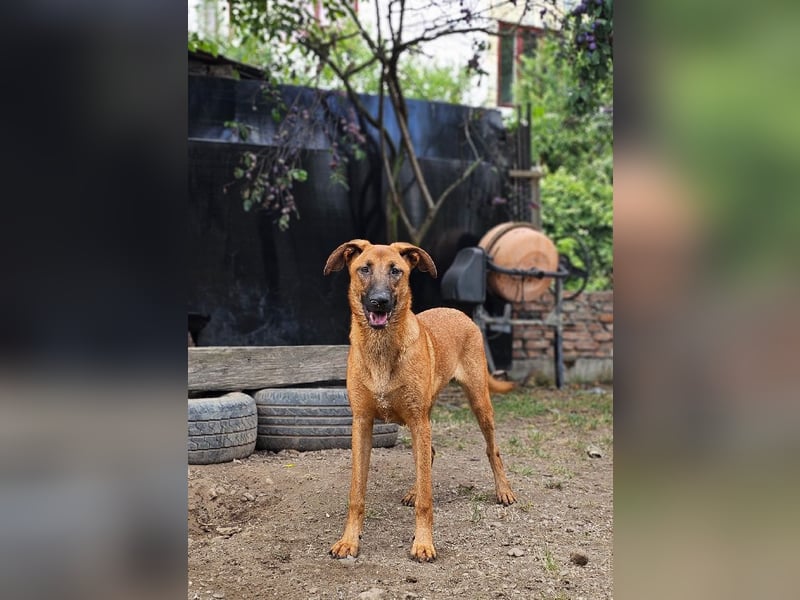 Dido sucht ihr Für-Immer-Zuhause