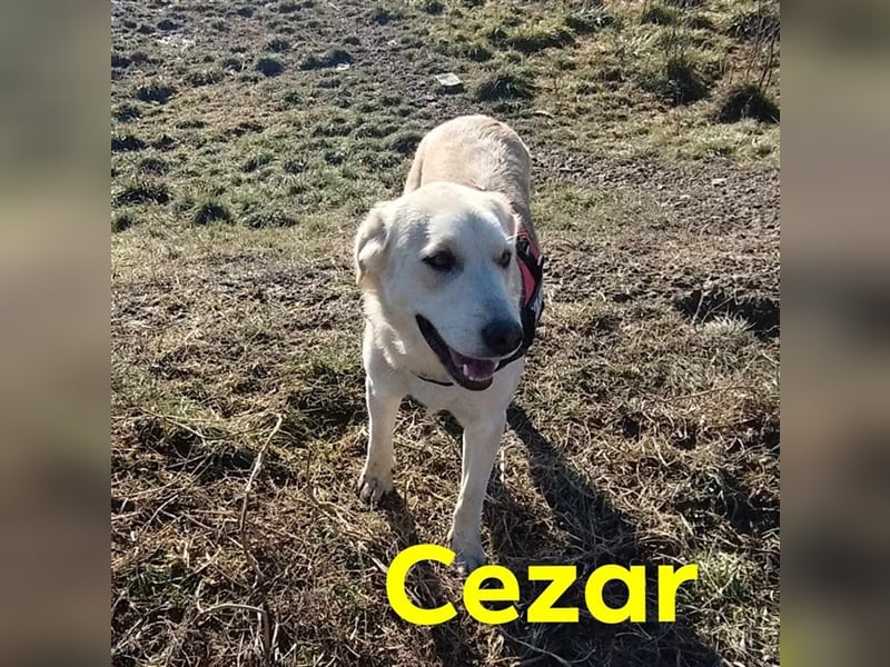 Cezar - großer Kuschelbär!