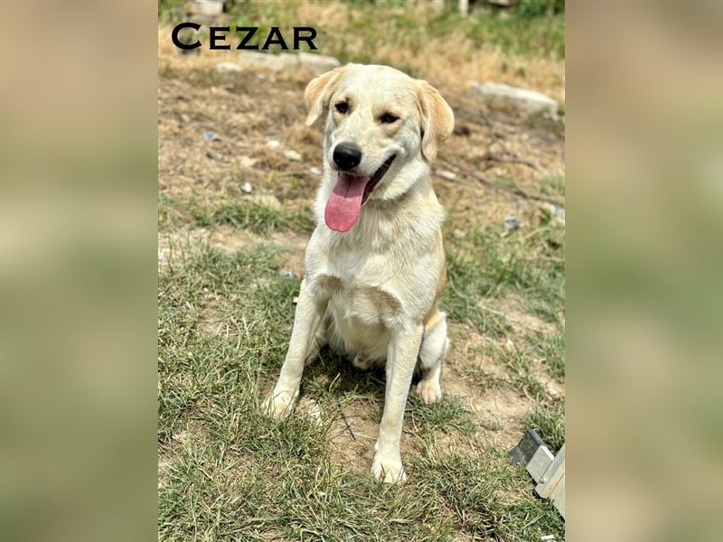 Cezar - großer Kuschelbär!