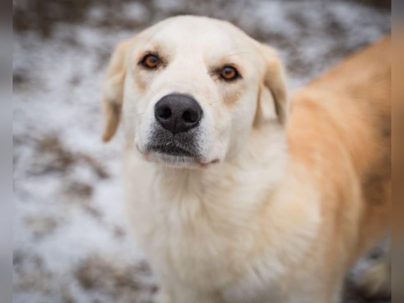 Cezar - großer Kuschelbär!