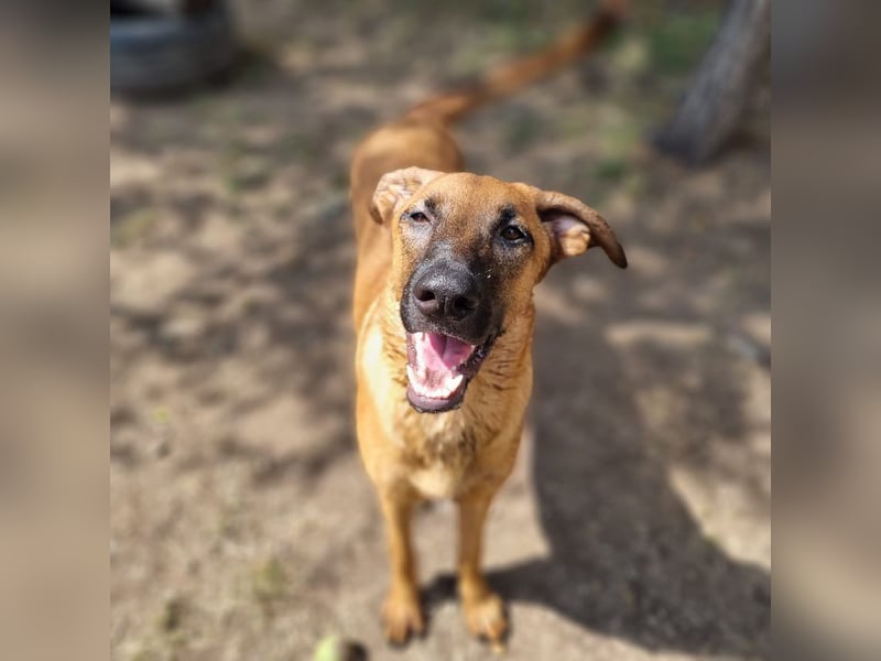 Dido sucht ihr Für-Immer-Zuhause