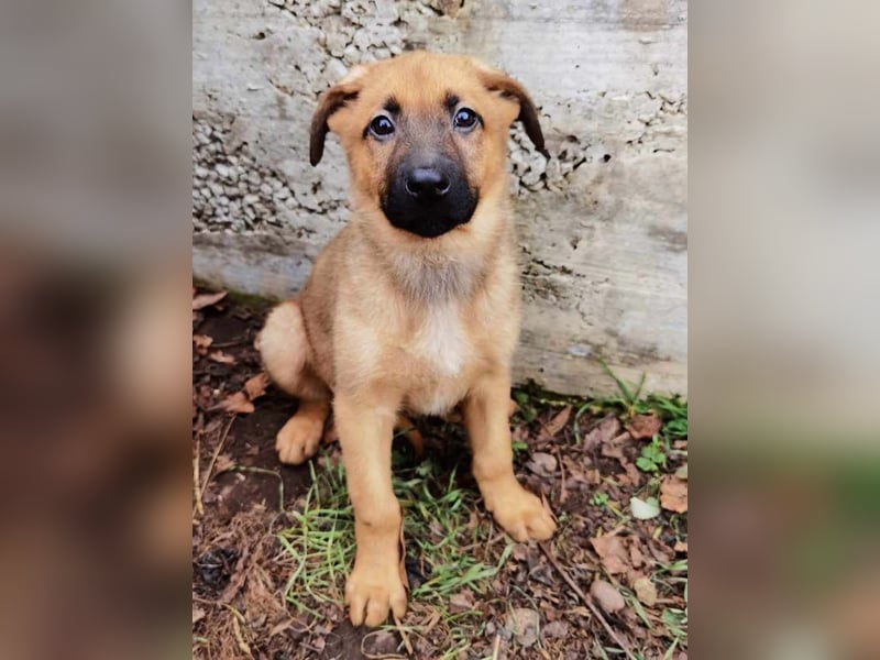 Dido sucht ihr Für-Immer-Zuhause