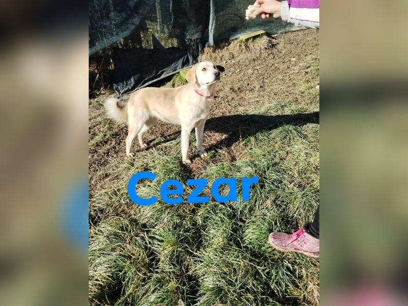 Cezar - großer Kuschelbär!