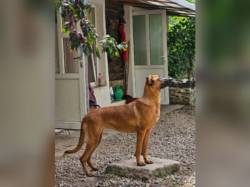 Dido sucht ihr Für-Immer-Zuhause